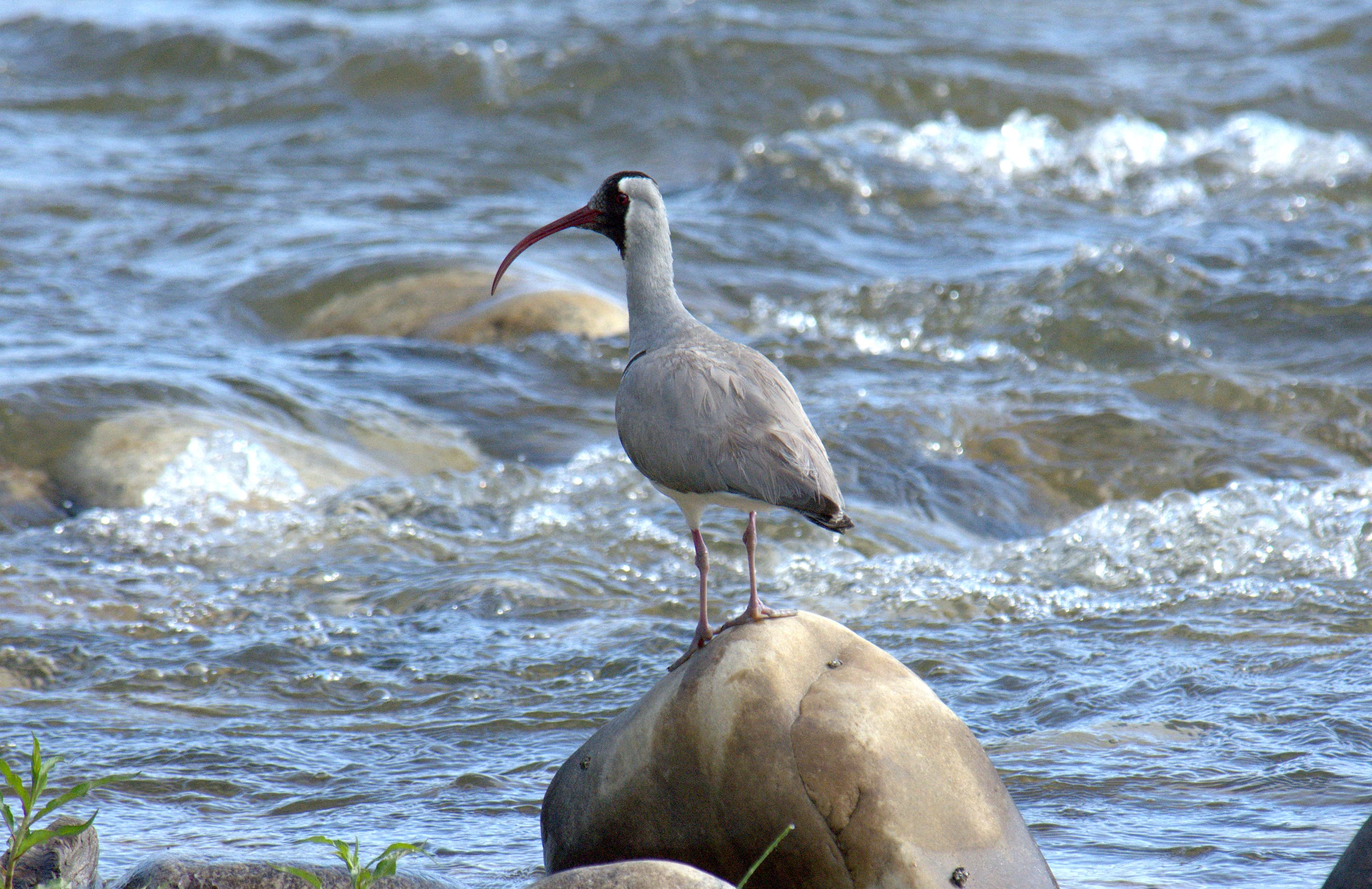 Ibisbill